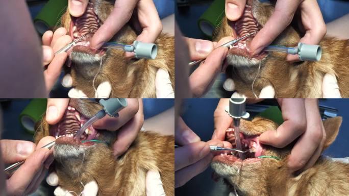 兽医牙医在外科兽医诊所为麻醉下的小狗取出牙齿上的结石。兽医使狗的牙齿恢复健康。