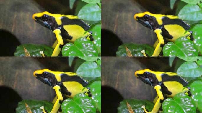 金毒蛙(phylloates terribili)栖息在树叶上的特写镜头