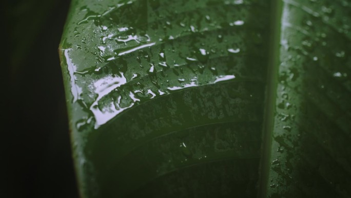 一片热带大树叶表面上闪闪发光的雨滴。