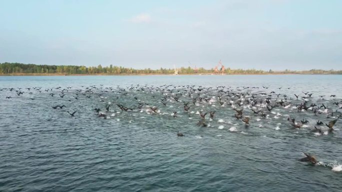 鸟瞰图飞越乌克兰切尔诺贝利禁区普里皮亚季河的鸟类