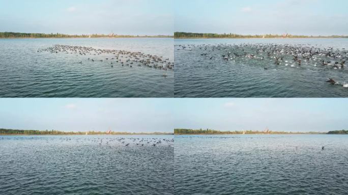 鸟瞰图飞越乌克兰切尔诺贝利禁区普里皮亚季河的鸟类