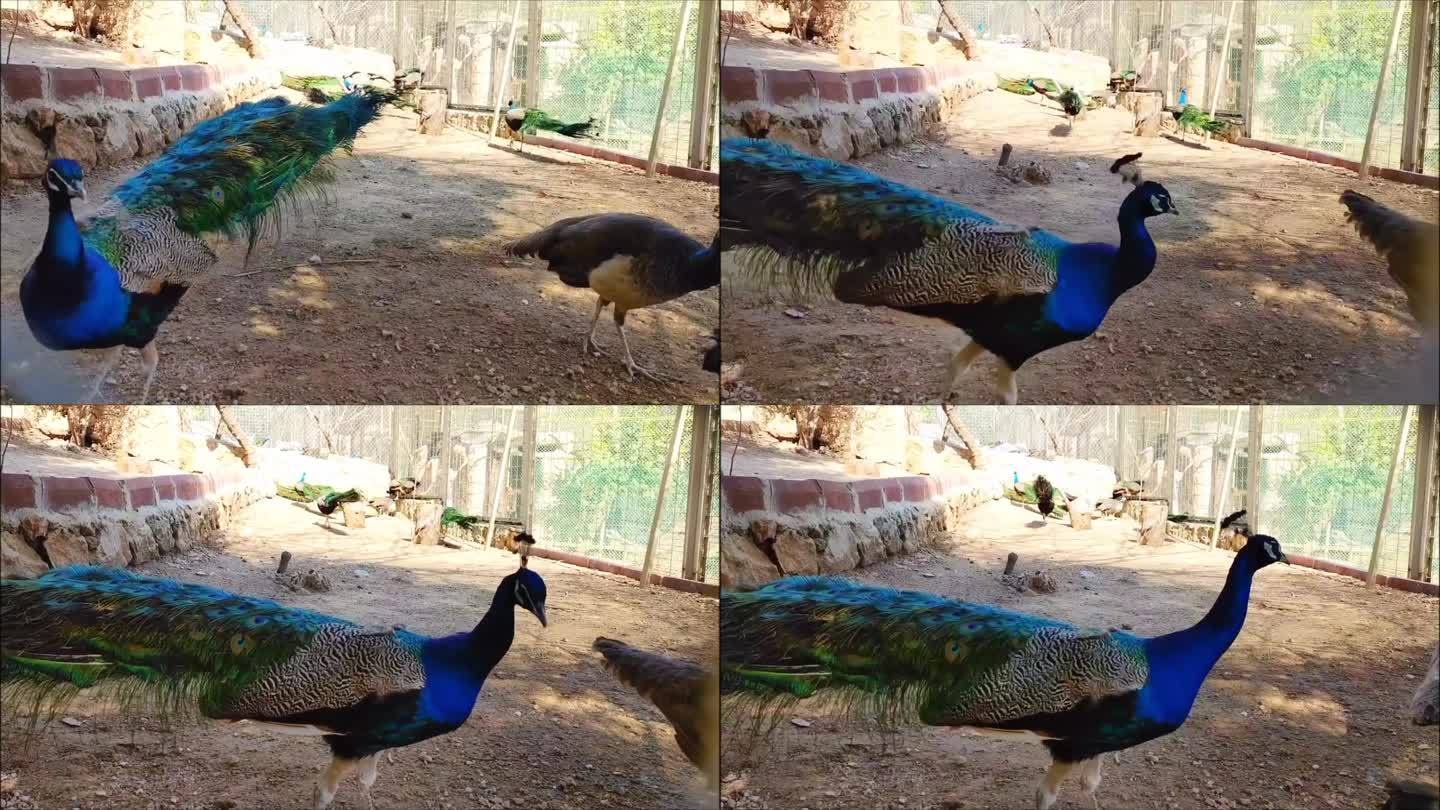 一只色彩鲜艳的孔雀走在动物园的围栏里