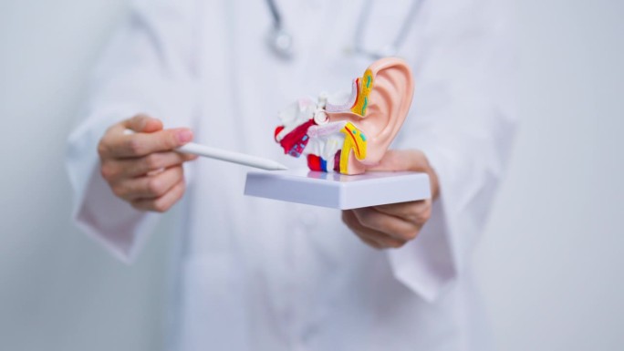 医生用人耳解剖模型。耳部疾病，闭锁，中耳炎，穿孔鼓膜，梅尼埃综合征，耳鼻喉科医生，老化听力损失，神经