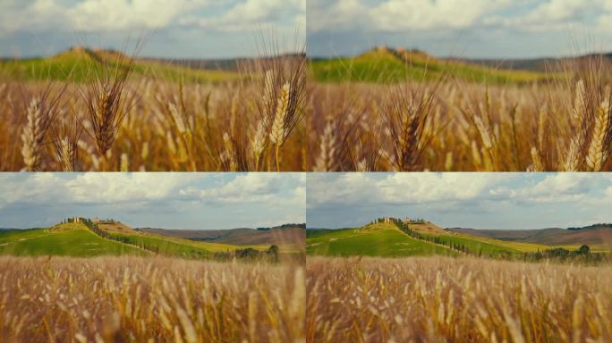 风景如画，夏日的托斯卡纳乡村金黄的小麦