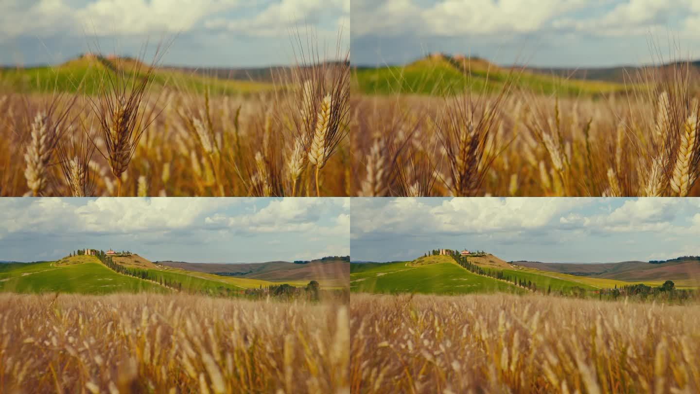 风景如画，夏日的托斯卡纳乡村金黄的小麦
