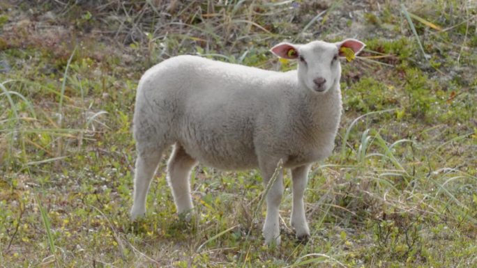 爱沙尼亚农场上的小白羊