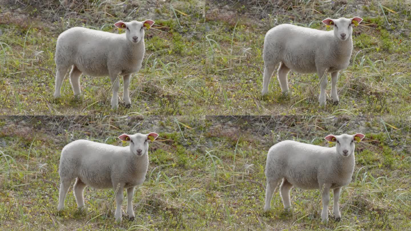 爱沙尼亚农场上的小白羊