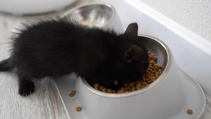 可爱的黑猫在吃大碗里的食物。小宠物纯爱理念。小猫天真的小动物家养宠物。关爱收养动物收容所