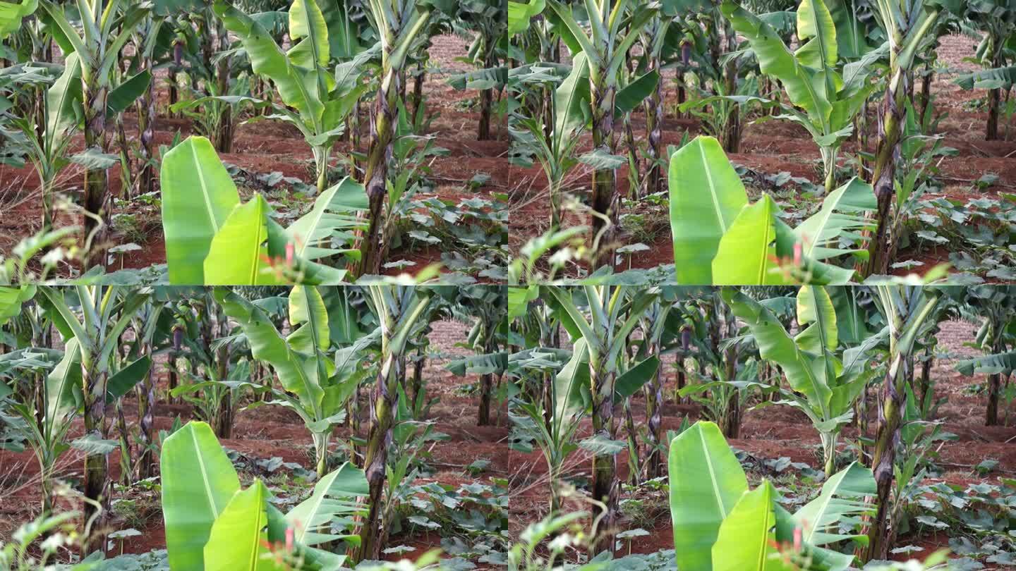 在越南林东种植的香蕉花园里，香蕉叶子被风吹得支离破碎