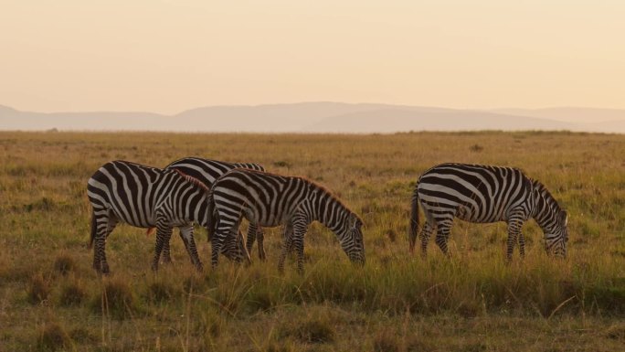非洲马赛马拉动物的慢动作，斑马群在大草原上吃草。在美丽的黄金时间日落阳光下，肯尼亚马赛马拉非洲野生动