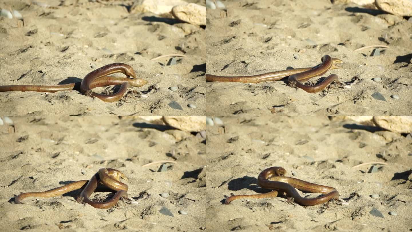 两条大蛇在沙滩上盘绕着，互相撕咬。伪足蛇是一种爬行动物。