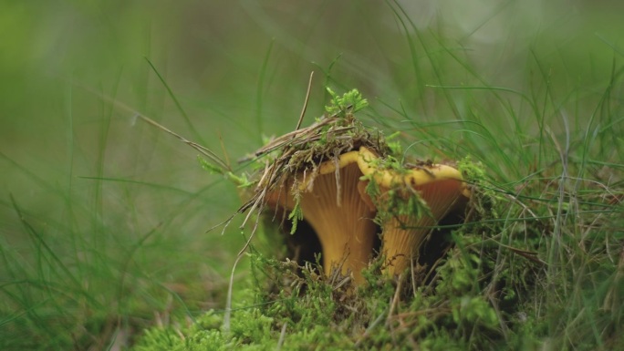 生长在森林苔藓中的野生鸡油菌