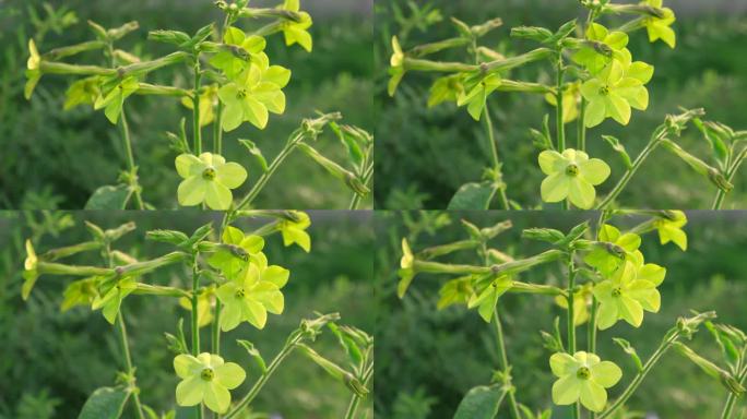 在花园里生长的烟叶青柠花。盛开的香烟叶。茉莉花，甜甜的，有翼的烟草，檀香山波斯开花。聚光灯下的颜色。