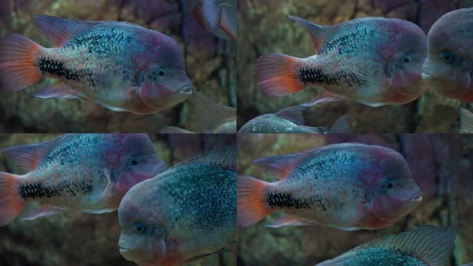 在大田水族馆游泳的彩虹鱼或彩虹鱼(彩虹鱼)-特写