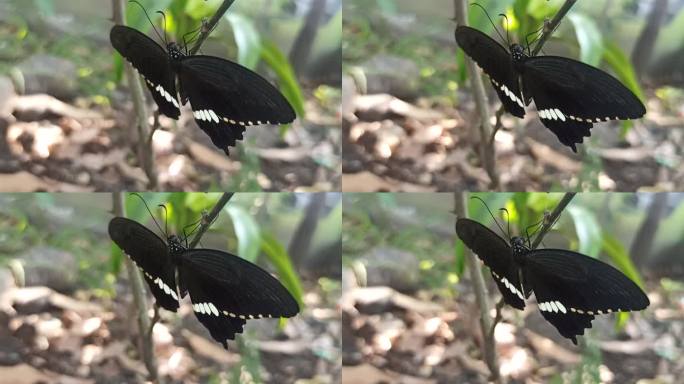 蝴蝶首先破茧而出黑蝴蝶停在树枝上