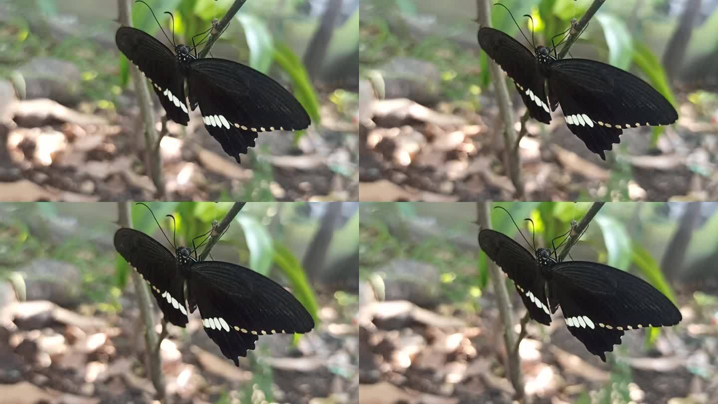 蝴蝶首先破茧而出黑蝴蝶停在树枝上