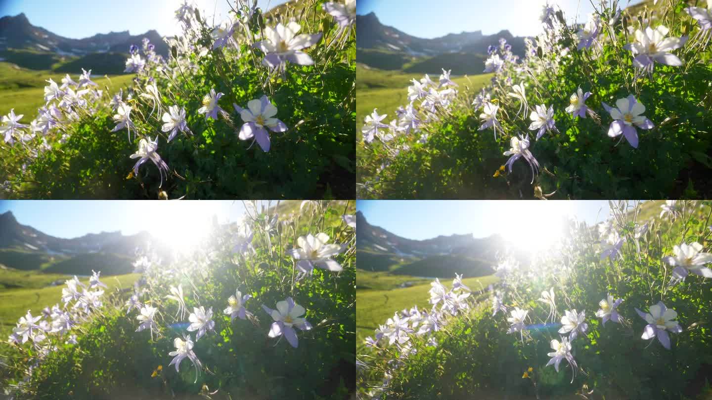 电影般的夏天科罗拉多野花紫色州哥伦拜恩明亮的午后阳光太阳闪耀落基山脉西尔弗顿特柳赖德冰湖盆地步道令人