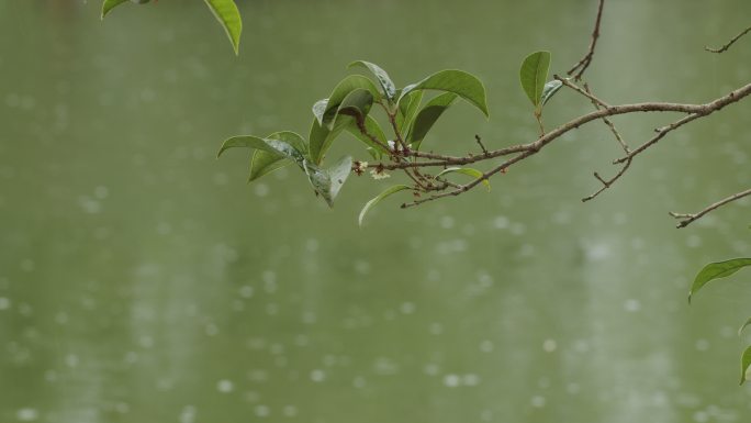 雨中桂花