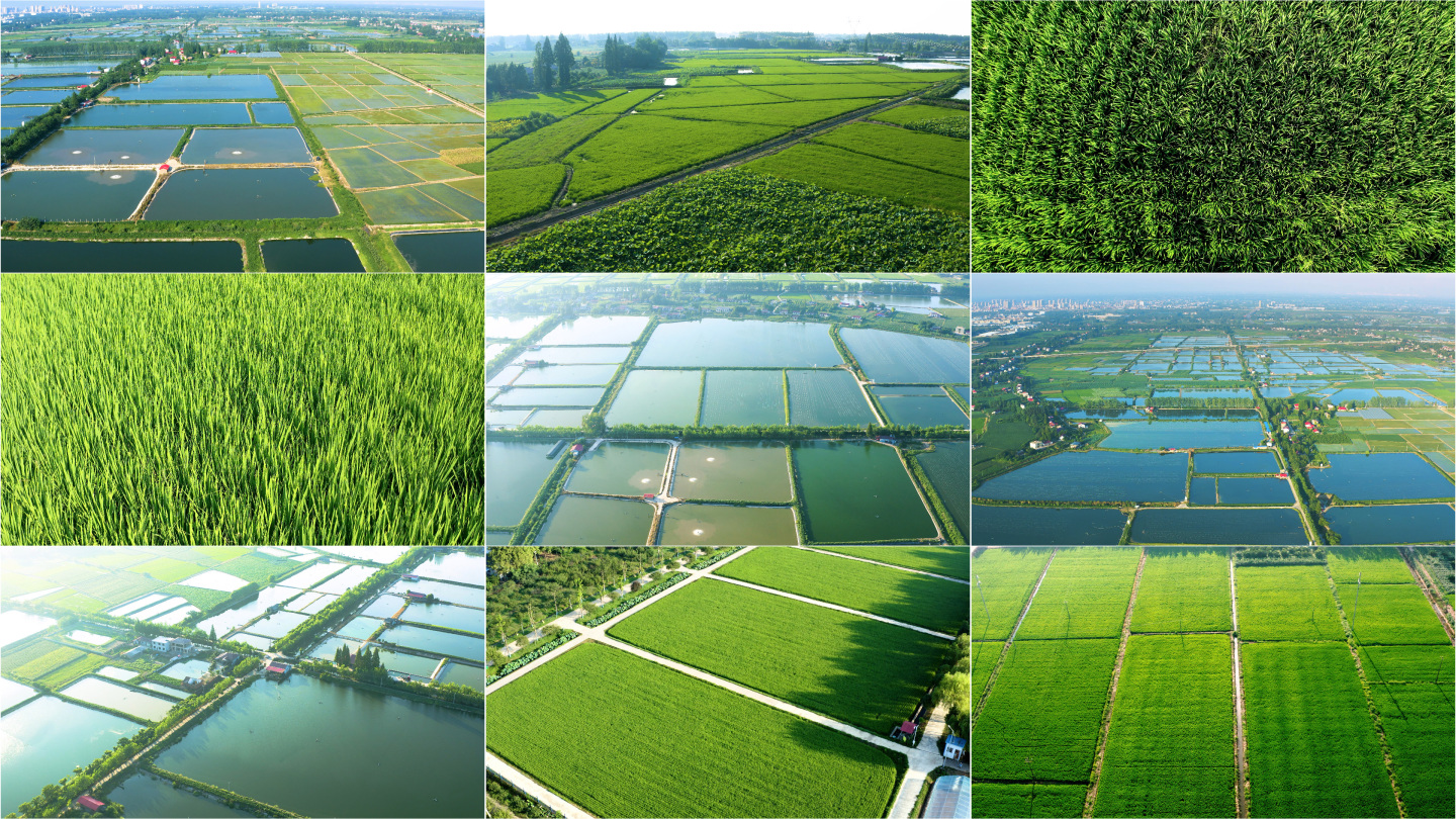 绿色农村农业稻田