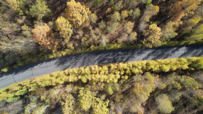秋天森林公路