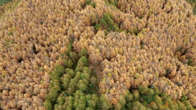 阿坝州汶川县甘海子的彩林秋景
