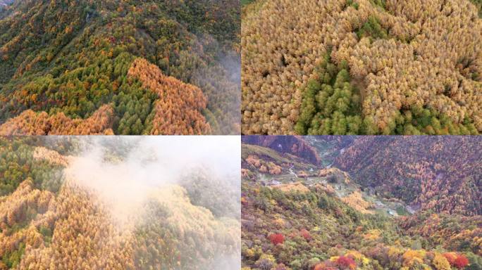 阿坝州汶川县甘海子的彩林秋景