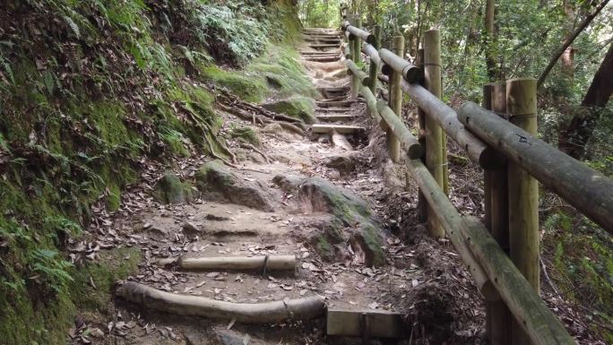 林地徒步楼梯，步道在苍翠繁茂的日本大门寺山林中，木构间青苔小径