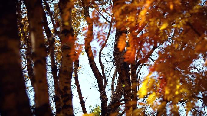 秋天金黄的树叶随风飘动