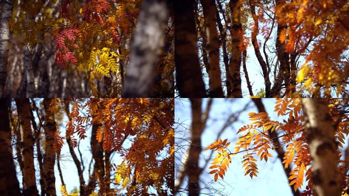 秋天金黄的树叶随风飘动