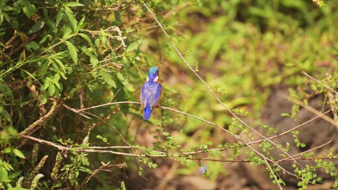 孔雀石翠鸟，美丽的色彩鲜艳的非洲鸟栖息在非洲的树枝上，栖息在树枝上的栖木，在肯尼亚马赛马拉野生动物园