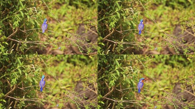 孔雀石翠鸟，美丽的色彩鲜艳的非洲鸟栖息在非洲的树枝上，栖息在树枝上的栖木，在肯尼亚马赛马拉野生动物园