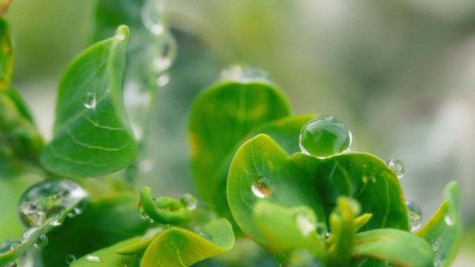 雨后绿叶上的露珠