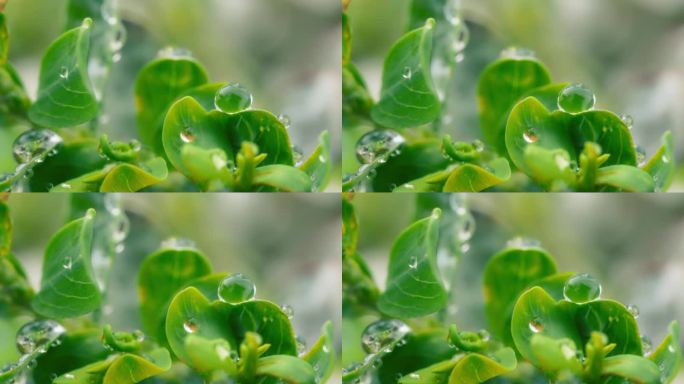 雨后绿叶上的露珠