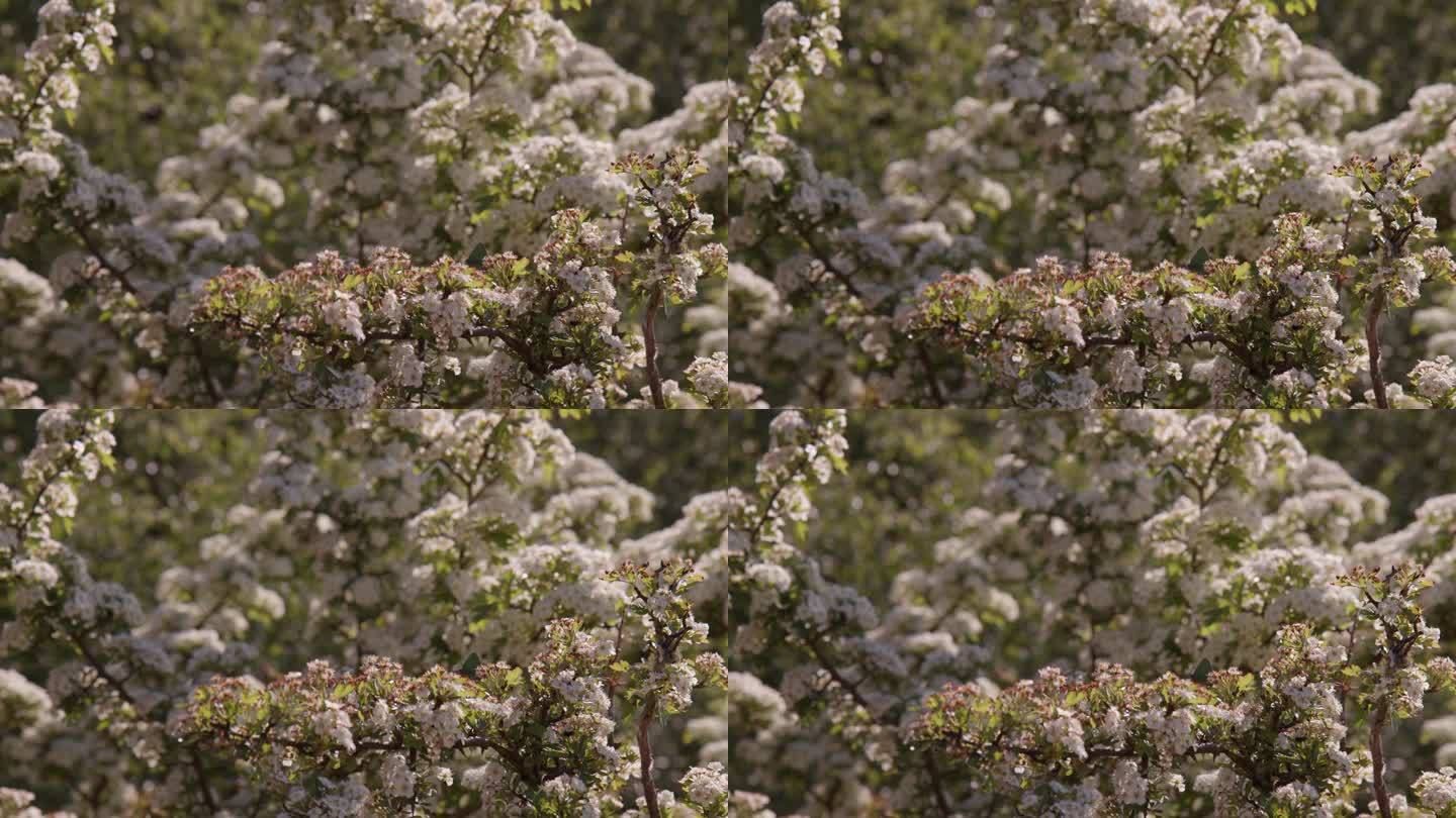春天的一天，德文郡达特穆尔，栖息在山楂花之间的绿发丝