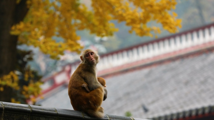 黔灵山猴子实拍