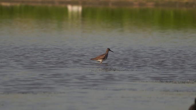 一种普通的红脚或简称红脚鸟(红脚鸟)，夏季羽毛站立在浅水中