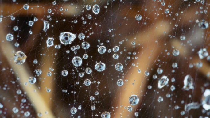雨后被水滴覆盖的蜘蛛网的微距镜头