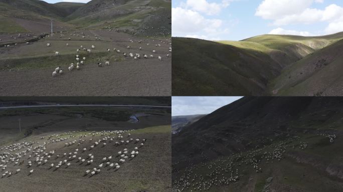 航拍高山草原羊群放羊牧羊