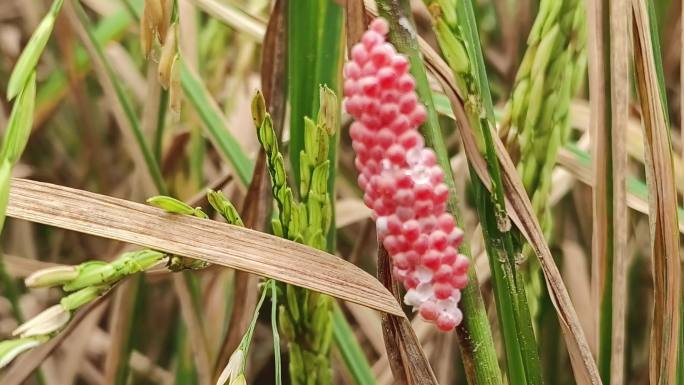 水稻害虫稻田叶枯萎虫卵泡卵蛹虫草干枯禾苗