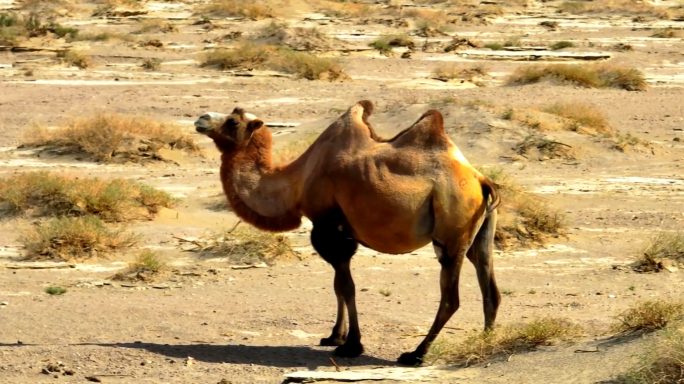 甘肃敦煌戈壁保护区骆驼