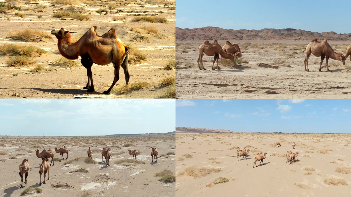 甘肃敦煌戈壁保护区骆驼