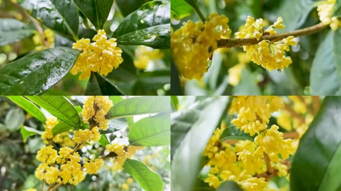 沾满雨滴的桂花金桂花