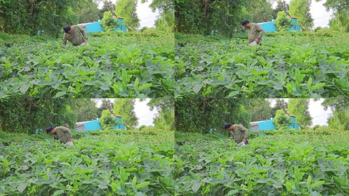 这位中年印度农民正在采摘秋葵或秋葵——印度模型。
