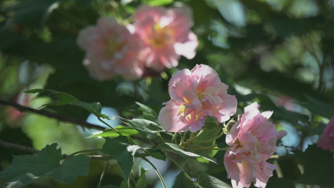 阳光照耀芙蓉花开