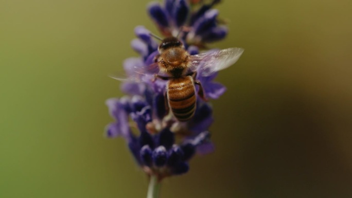慢动作的蜜蜂特写空镜采蜜