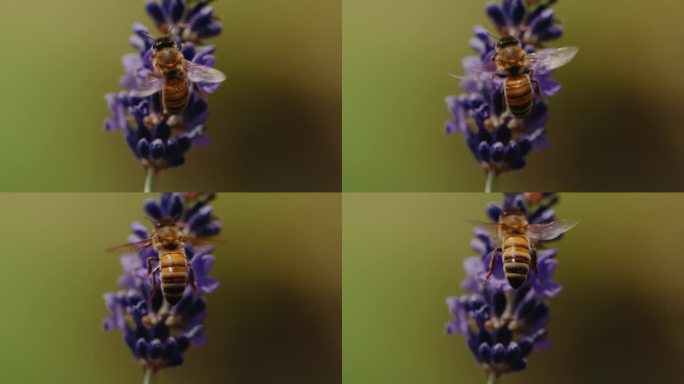 慢动作的蜜蜂特写空镜采蜜