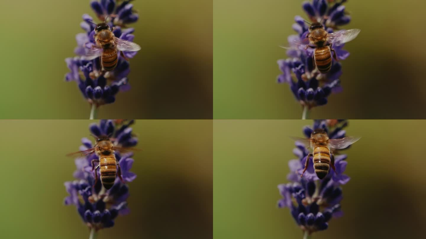 慢动作的蜜蜂特写空镜采蜜