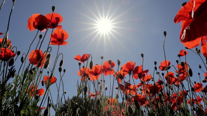 从较低的角度看田野里的罂粟花，有着蔚蓝的天空和充足的阳光