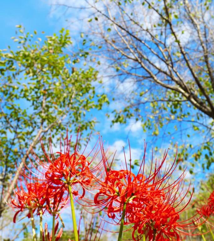 红蜘蛛百合或簇朱顶花盛开在蓝色的天空在秋天或秋天，户外或旅游背景，Higanbana或石蒜，垂直视频