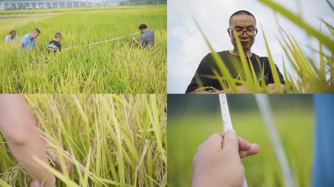土地 稻田 测量